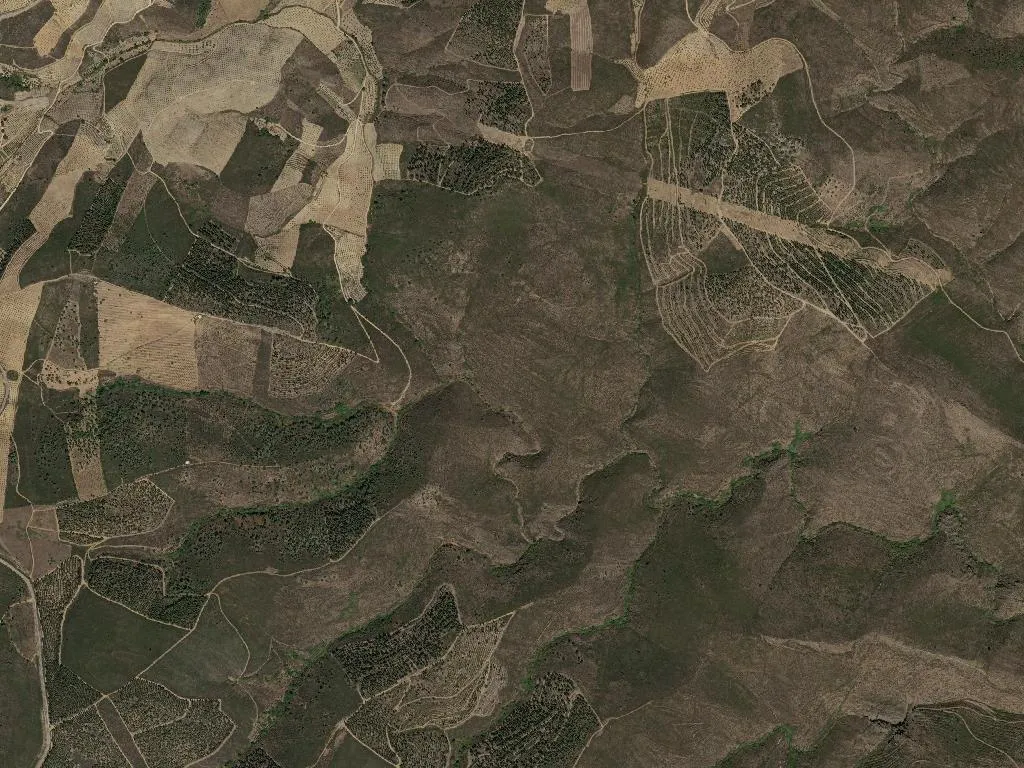 Freixo de Espada à Cinta